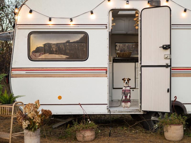 Best RVs for dogs