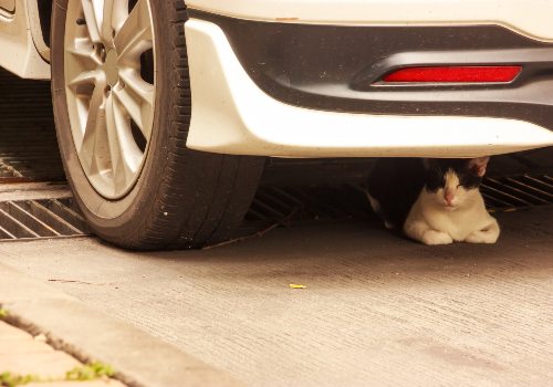 A cat near RV tires