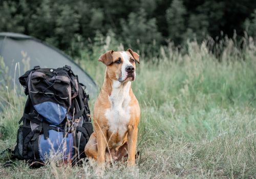 Dog camping gears