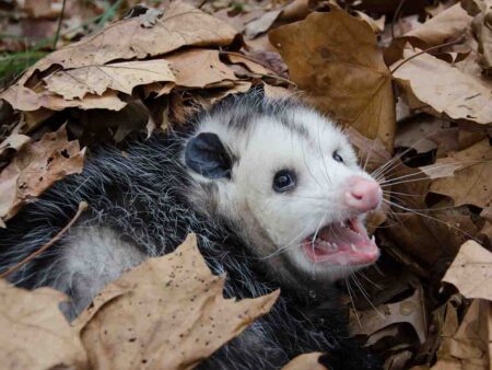 Expression about a grinning possum
