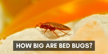 How Big Are Bed Bugs? (See Them on Weird Things)