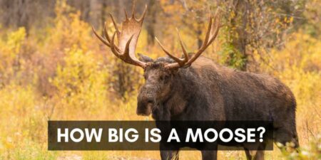 How big is a moose?