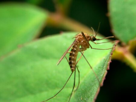 10 Simple Tips to Keep Mosquitoes Away from Your Camp