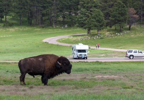  A large bison bull near an RV in Canada