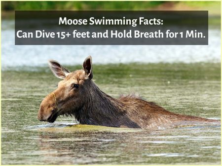 Moose can swim up to 6 miles per hour, hold their breath for a full minute, and even dive over 15 feet.