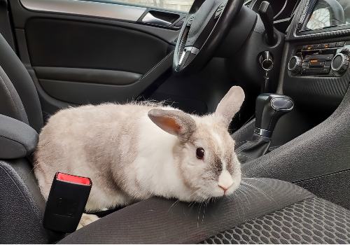 RVing with a rabbit