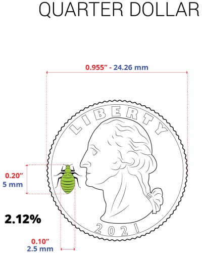 The size of a bed bug compared to a quarter