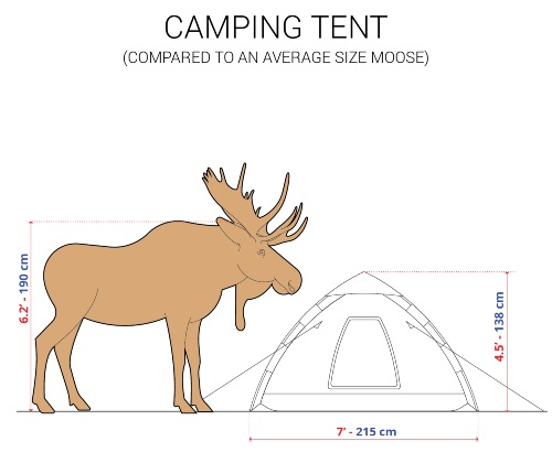 Size of a moose compared to a camping tent