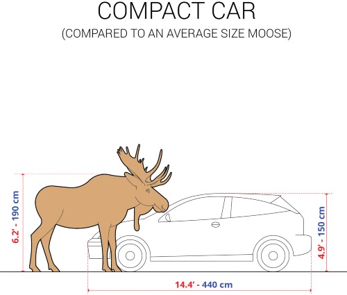 Size of a moose compared to a car
