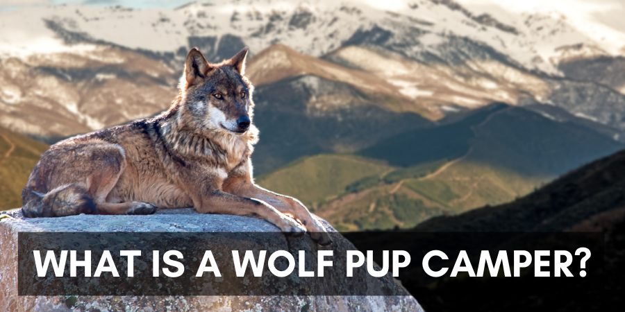A wolf pup camper